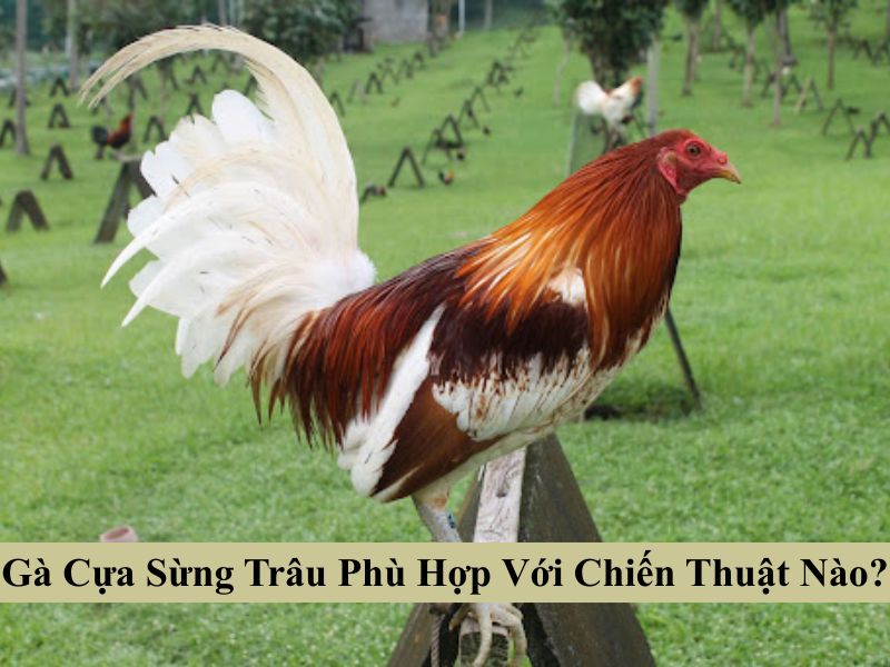Cách Tác Động Của Gà Cựa Sừng Trâu Lên Đối Thủ