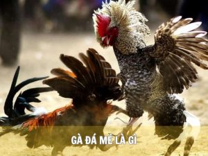 Gà Đá Mé Là Gì