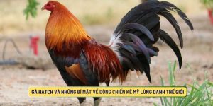 Gà Hatch Và Những Bí Mật Về Dòng Chiến Kê Mỹ Lừng Danh Thế Giới