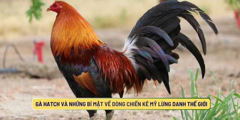 Gà Hatch Và Những Bí Mật Về Dòng Chiến Kê Mỹ Lừng Danh Thế Giới