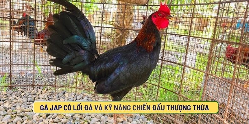 Lối đá của Jap hiểm hóc thiên về sự tinh quái và chính xác