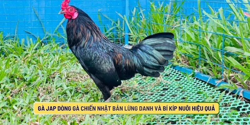 Gà Jap Dòng Gà Chiến Nhật Bản Lừng Danh Và Bí Kíp Nuôi Hiệu Quả