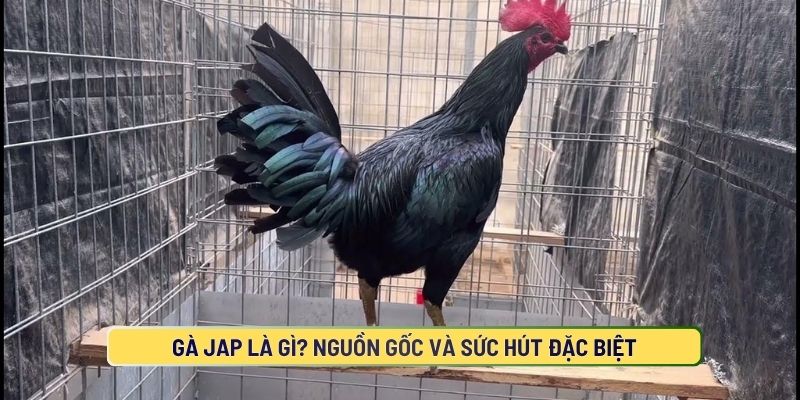 Tìm hiểu về gà Jap là gì và nguồn gốc của gà