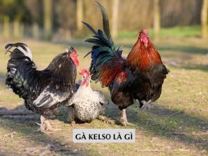 ga-kelso-la-gi