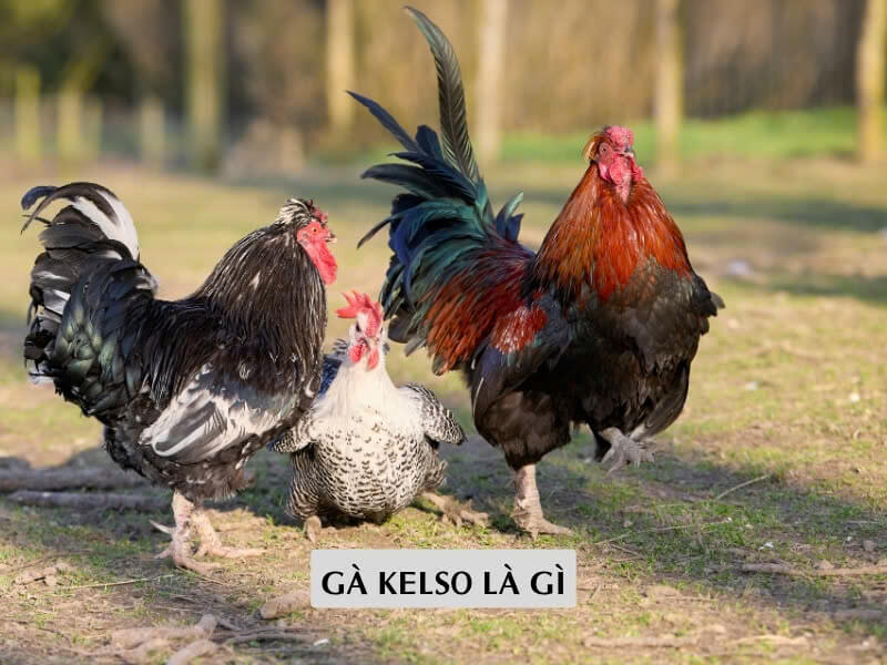 ga-kelso-la-gi