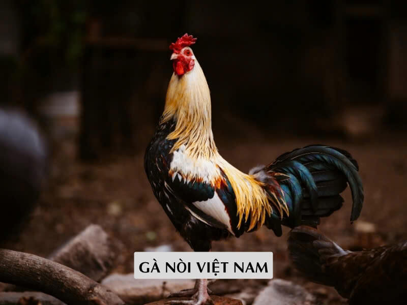 Đặc Điểm Hình Thái Và Khí Chất Gà Nòi Việt Nam