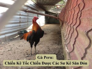 Gà Peru: Chiến Kê Tốc Chiến Được Các Sư Kê Săn Đón
