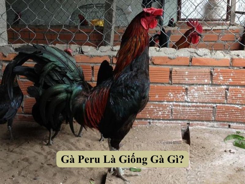 Gà Peru Là Giống Gà Gì?