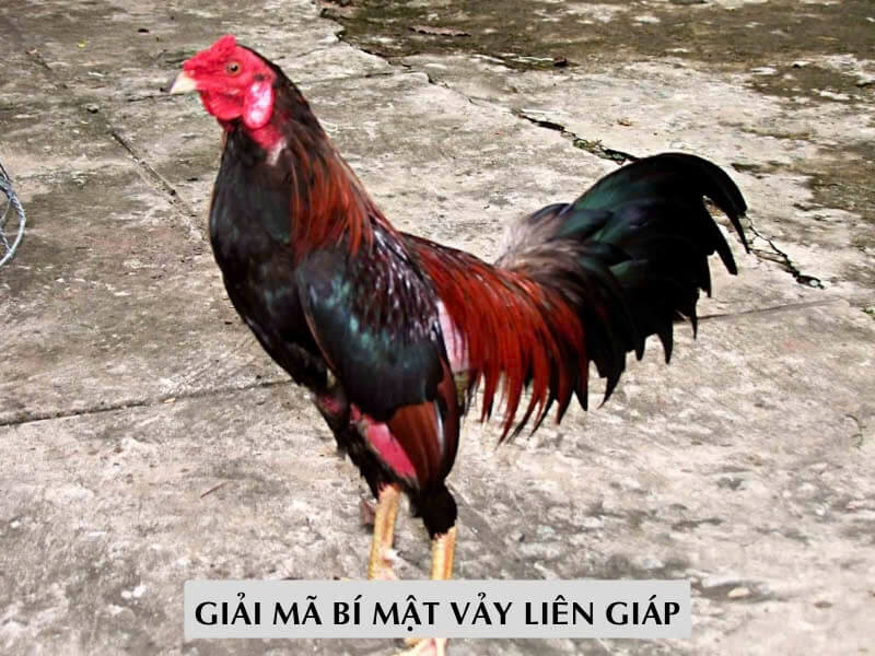 Giải Mã Bí Mật Vảy Liên Giáp