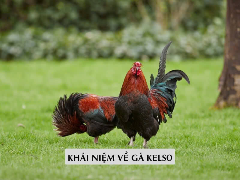 Khái Niệm Về Gà Kelso