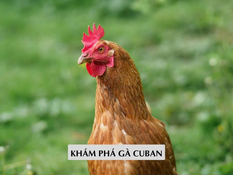 Khám phá gà cuban