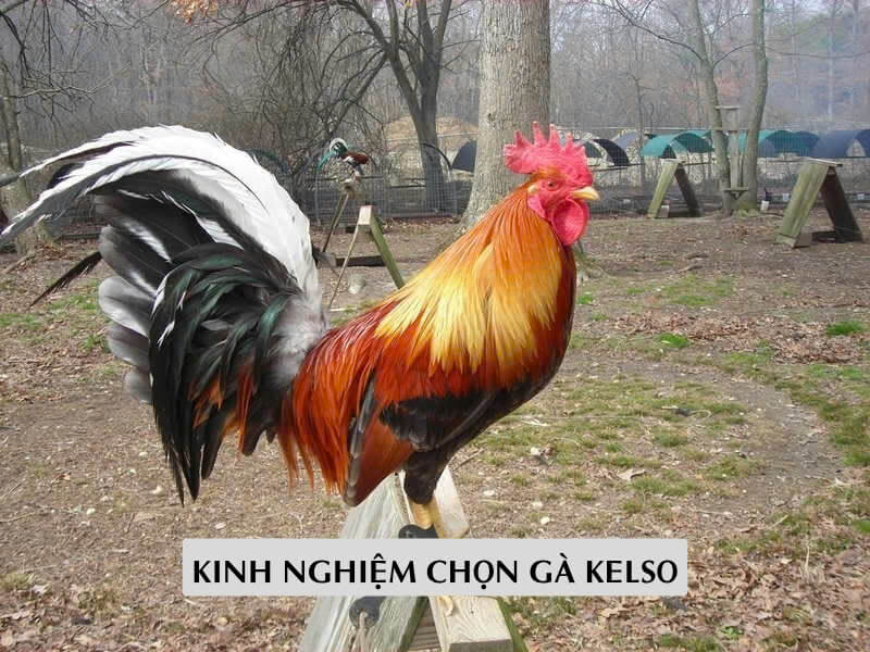 Kinh Nghiệm Chọn Gà Kelso Hay, Tốt, Khỏe