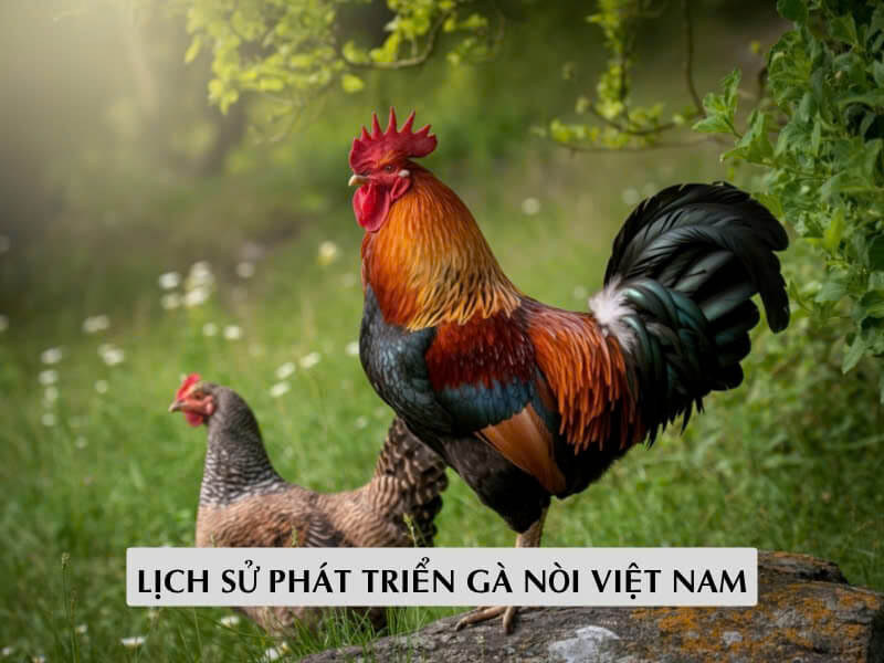 Nguồn Gốc Và Lịch Sử Phát Triển Gà Nòi Việt Nam
