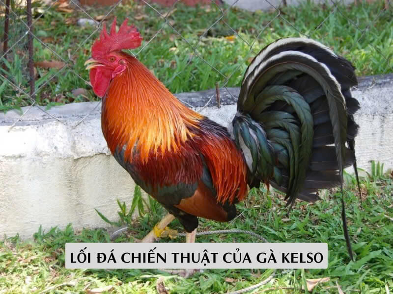 Lối Đá Đầy Tính Chiến Thuật Của Gà Kelso Mà Người Chơi Nên Biết