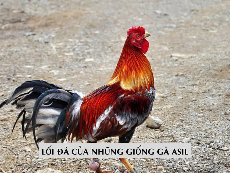 Lối Đá Của Những Giống Gà Asil
