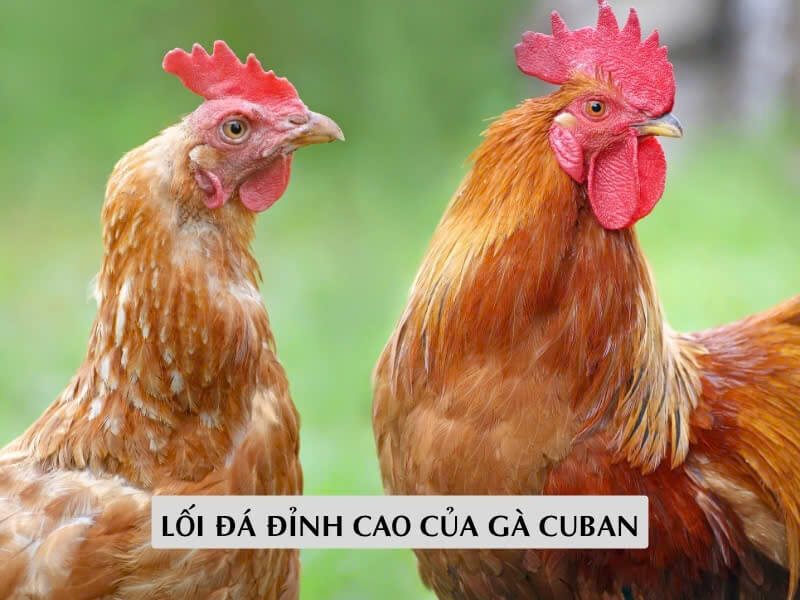 Lối Đá Đỉnh Cao Của Gà Cuban Trong Trường Đấu