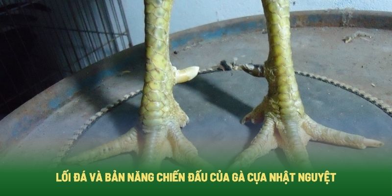 Tìm hiểu lối đá của gà chọi cựa Nhật Nguyệt