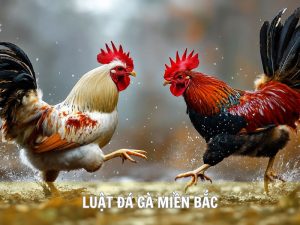 Luật Đá Gà Miền Bắc