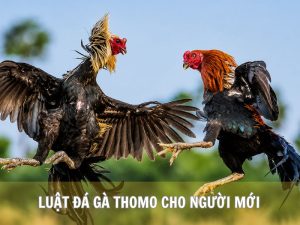 Luật Đá Gà Thomo Cho Người Mới