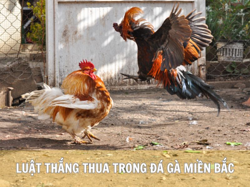 Luật Thắng Thua Trong Đá Gà Miền Bắc