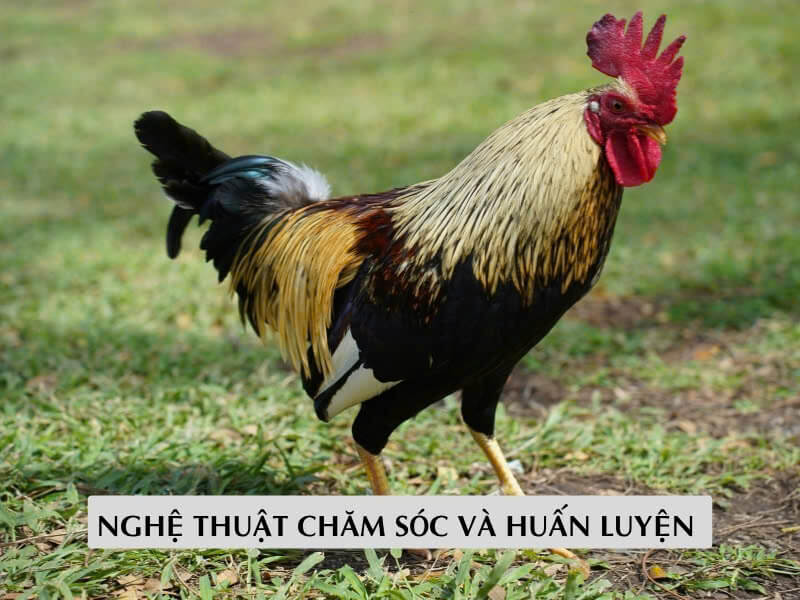 Nghệ Thuật Chăm Sóc Và Huấn Luyện Gà Nòi Việt Nam