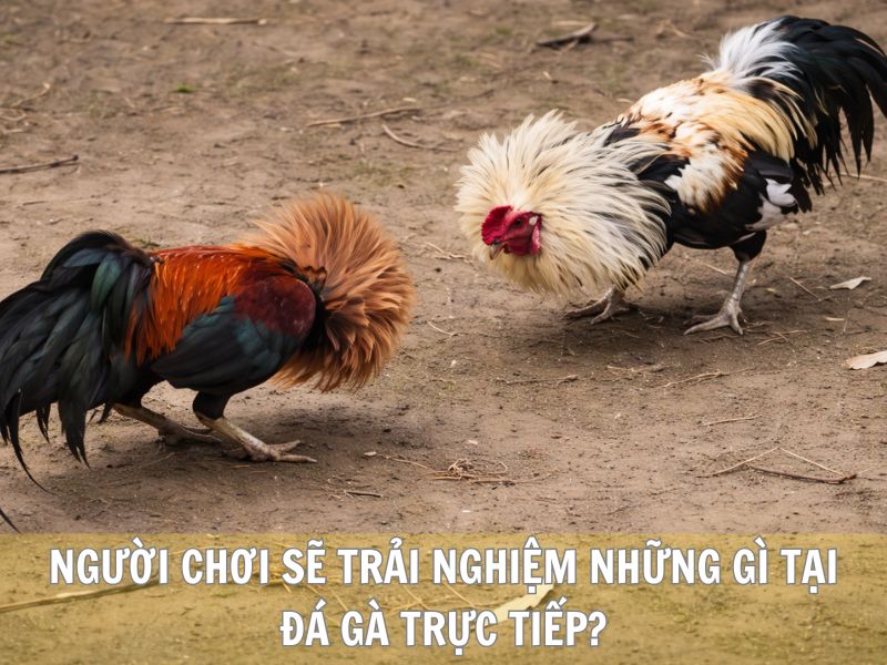 Người Chơi Sẽ Trải Nghiệm Những Gì Tại Đá Gà Trực Tiếp?