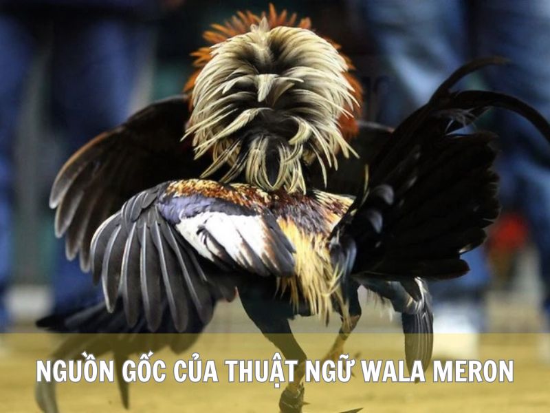 Nguồn Gốc Của Thuật Ngữ Wala Meron