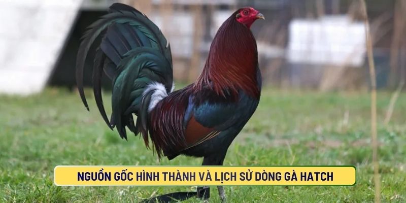 Gà Hatch là gì và lịch sử của dòng gà