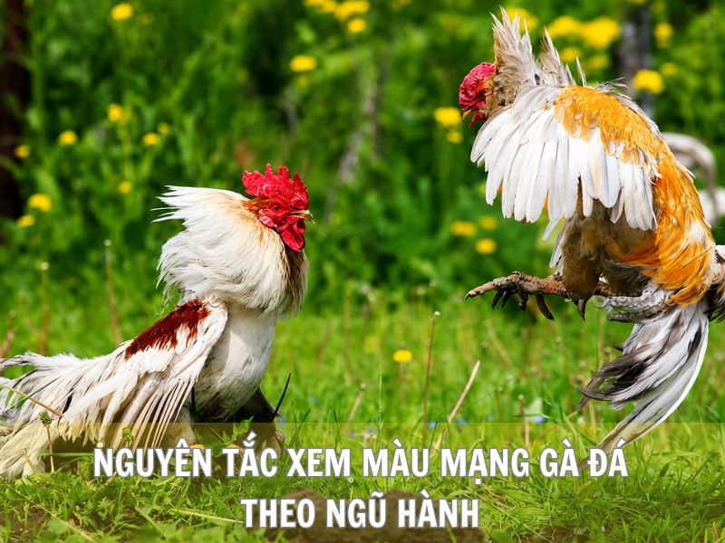 Nguyên Tắc Xem Màu Mạng Gà Đá Theo Ngũ Hành