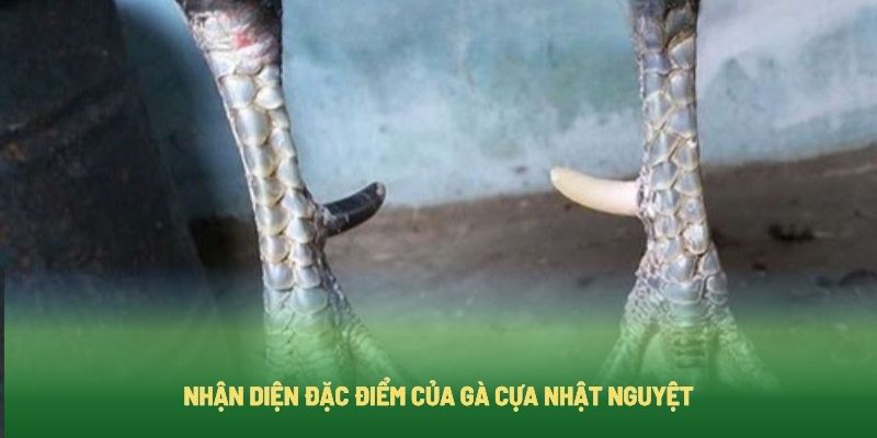 Nhật biết gà chọi sở hữu cựa Nhật Nguyệt bằng cách nào?