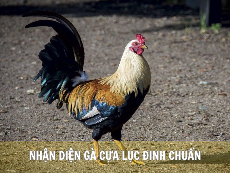 Nhận Diện Gà Cựa Lục Đinh Chuẩn