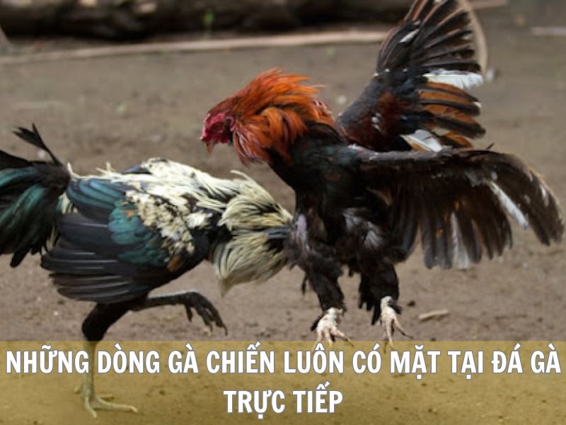 Những Dòng Gà Chiến Luôn Có Mặt Tại Đá Gà Trực Tiếp