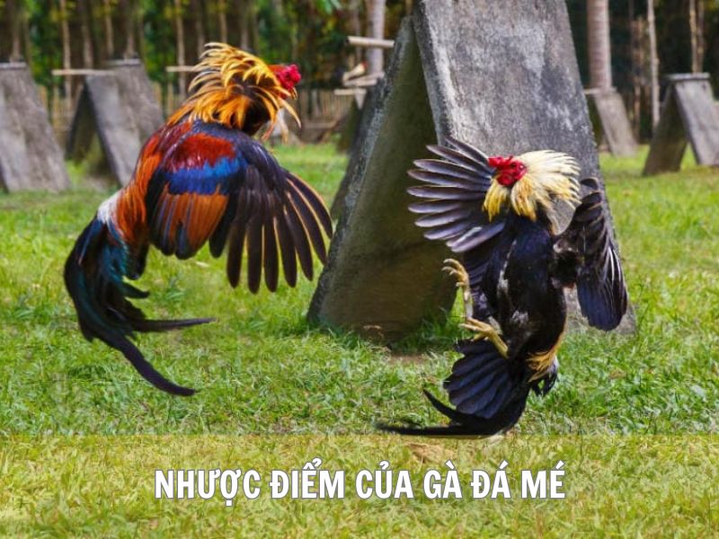Nhược Điểm Của Gà Đá Mé