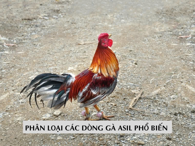 Phân Loại Các Dòng Gà Asil Phổ Biến 