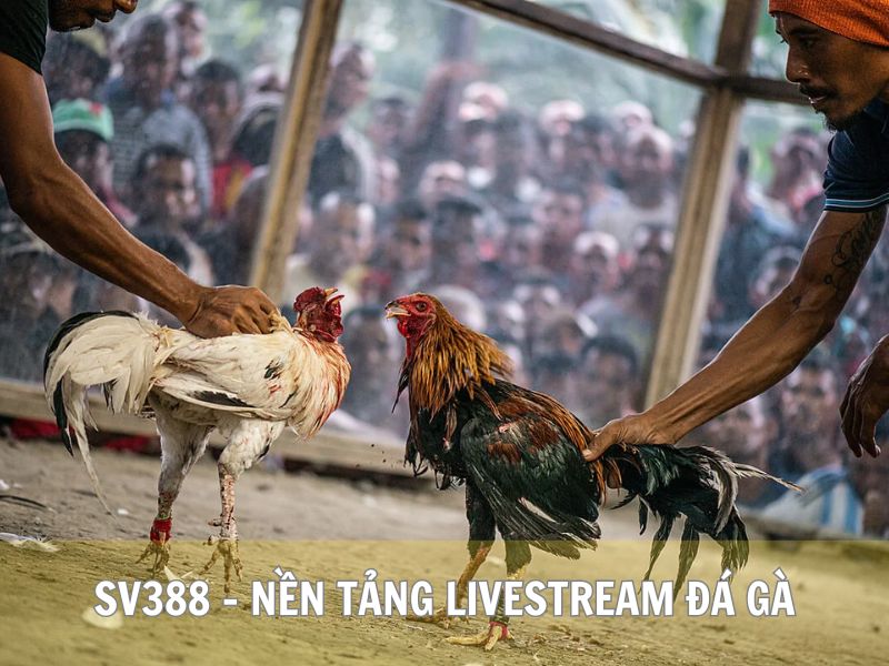 SV388 - Nền Tảng Livestream Đá Gà