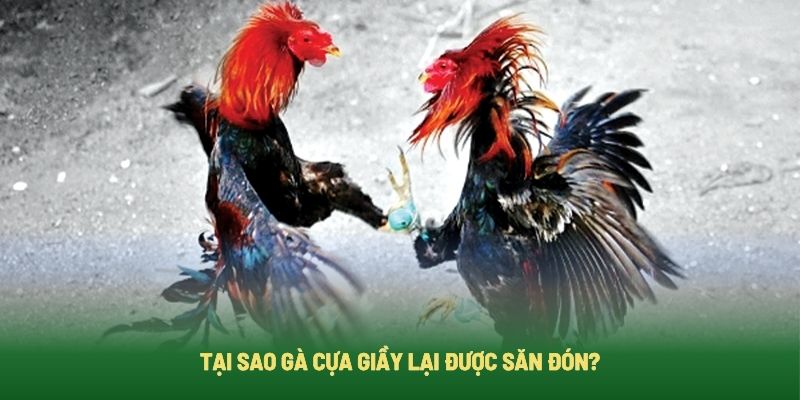 Lý do gà cựa giầy được các sư kê săn đón