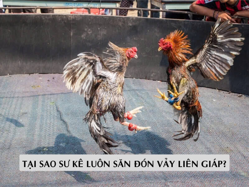 Tại Sao Sư Kê Luôn Săn Đón Vảy Liên Giáp?