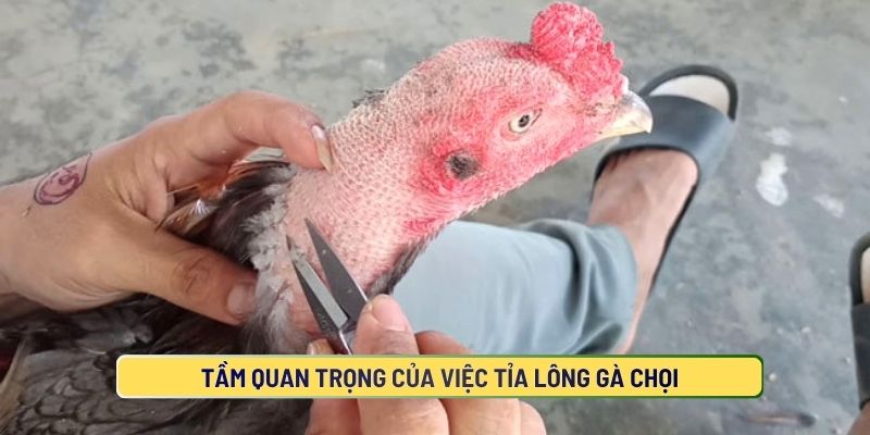 Tầm Quan Trọng Của Việc Tỉa Lông Gà Chọi