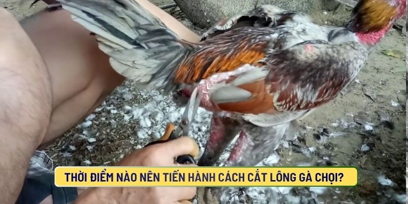 Tỉa lông gà chọi vào thời điểm nào tốt nhất?