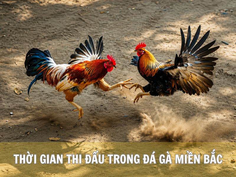 Thời Gian Thi Đấu Trong Đá Gà Miền Bắc