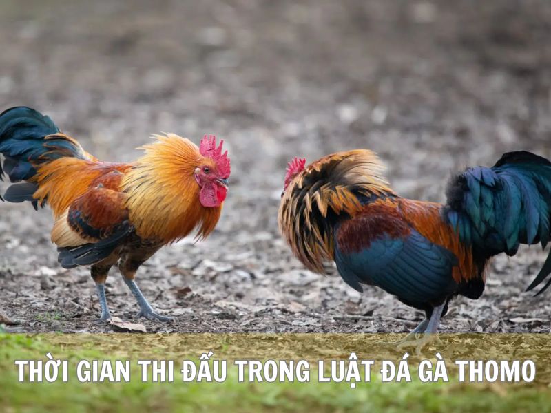 Thời Gian Thi Đấu Trong Luật Đá Gà Thomo