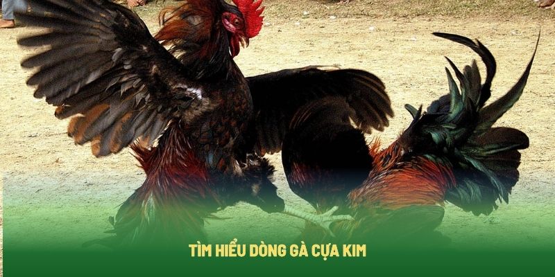 Gà cựa kim là gì?