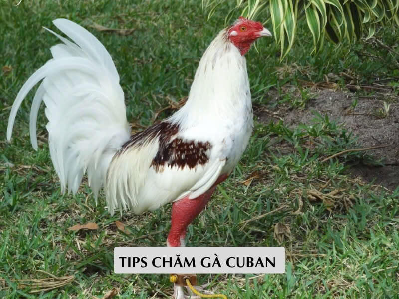 Tips Chăm Gà Cuban Đá Khỏe, Bền Bỉ