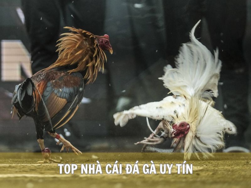 Top Nhà Cái Đá Gà Uy Tín