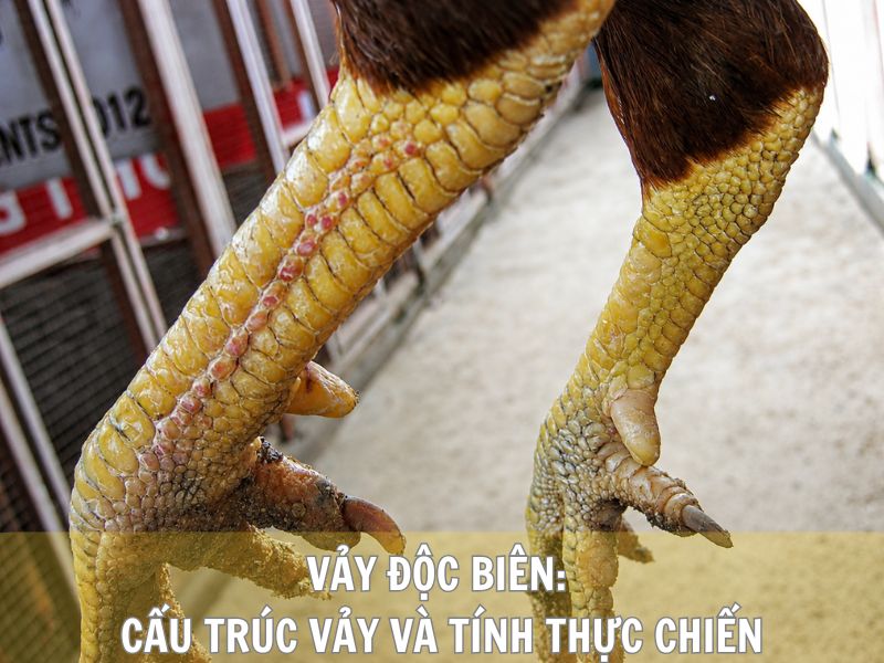 Vảy Độc Biên: Cấu Trúc Vảy Và Tính Thực Chiến