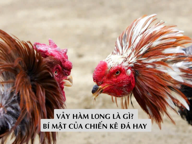 Vảy Hàm Long Là Gì? Bí Mật Của Chiến Kê Đá Hay 