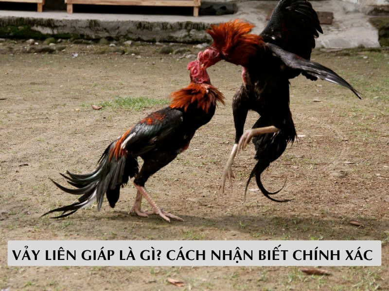 Vảy Liên Giáp Là Gì? Cách Nhận Biết Chính Xác 