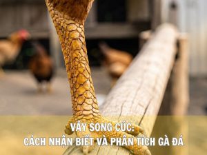 Vảy Song Cúc: Cách Nhận Biết Và Phân Tích Khả Năng Gà Đá