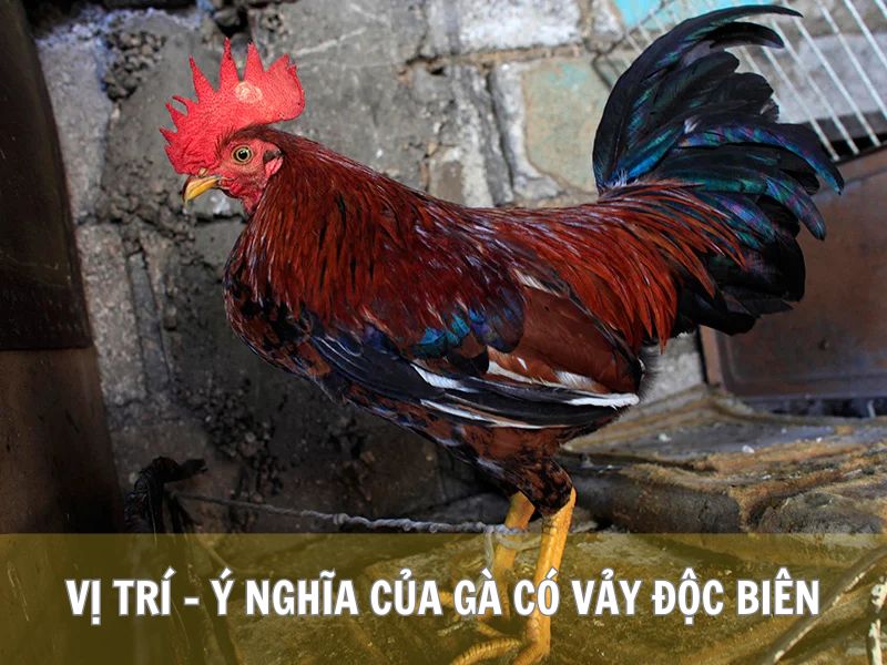 Vị Trí - Ý Nghĩa Của Gà Có Vảy Độc Biên