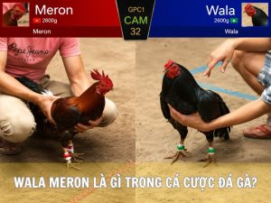 Wala Meron Là Gì Trong Cá Cược Đá Gà?